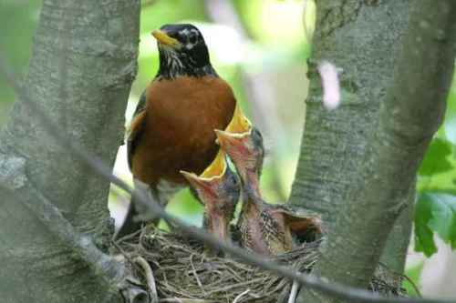 robin nest
